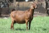 1X KALAHARI RED FLOCK DOE JANRI KALAHARI RED STOET