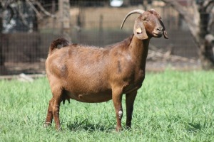 1X KALAHARI RED FLOCK DOE JANRI KALAHARI RED STOET