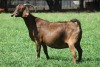 1X KALAHARI RED FLOCK DOE JANRI KALAHARI RED STOET - 2