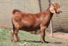 1X KALAHARI RED FLOCK DOE JANRI KALAHARI RED STOET