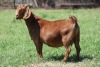 1X KALAHARI RED FLOCK DOE JANRI KALAHARI RED STOET - 2