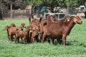 1+3X KALAHARI RED FLOCK DOE JANRI KALAHARI RED STOET