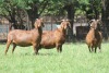 1X KALAHARI RED FLOCK DOE JANRI KALAHARI RED STOET - 2