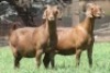 1X KALAHARI RED FLOCK DOE JANRI KALAHARI RED STOET