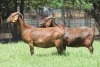 2X KALAHARI RED 8653 FLOCK, 4 FLOCK DOE JANRI KALAHARI RED STOET