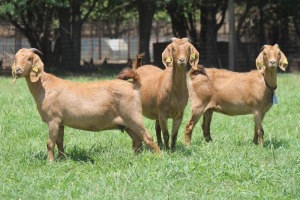 1X KALAHARI RED FLOCK DOE JANRI KALAHARI RED STOET