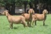 1X KALAHARI RED FLOCK DOE JANRI KALAHARI RED STOET - 2