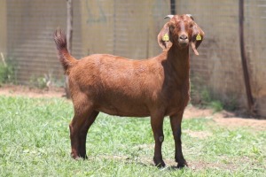 1X KALAHARI RED FLOCK DOE JANRI KALAHARI RED STOET