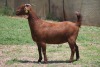 1X KALAHARI RED FLOCK DOE JANRI KALAHARI RED STOET - 2