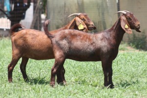 2X KALAHARI RED 2218 FLOCK, 23030 FLOCK DOE JANRI KALAHARI RED STOET