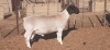 ONTTREK - LOT 1 1 X DORPER RAM VICTOR KRUGER - 2