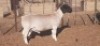 ONTTREK - LOT 1 1 X DORPER RAM VICTOR KRUGER - 2