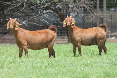 2X KALAHARI RED 2202 FLOCK, 2213 FLOCK DOE JANRI KALAHARI RED STOET