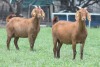 2X KALAHARI RED 2202 FLOCK, 2213 FLOCK DOE JANRI KALAHARI RED STOET - 2