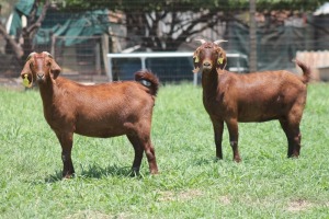 1X KALAHARI RED FLOCK DOE JANRI KALAHARI RED STOET