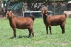 1X KALAHARI RED FLOCK DOE JANRI KALAHARI RED STOET - 2