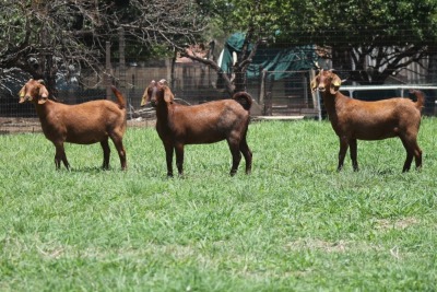 1X KALAHARI RED FLOCK DOE JANRI KALAHARI RED STOET