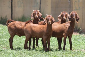 4X KALAHARI RED COMMERCIAL DOE JANRI KALAHARI RED STOET