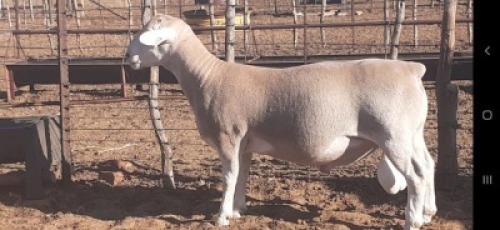 LOT 11 1 X WITDORPER RAM VICTOR KRUGER - T4