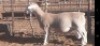LOT 11 1 X WITDORPER RAM VICTOR KRUGER - T4