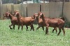 4X KALAHARI RED COMMERCIAL DOE JANRI KALAHARI RED STOET - 2