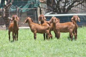 5X KALAHARI RED COMMERCIAL DOE JANRI KALAHARI RED STOET