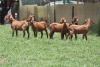 5X KALAHARI RED COMMERCIAL DOE JANRI KALAHARI RED STOET