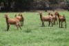 5X KALAHARI RED COMMERCIAL DOE JANRI KALAHARI RED STOET - 2