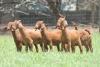 5X KALAHARI RED COMMERCIAL DOE JANRI KALAHARI RED STOET