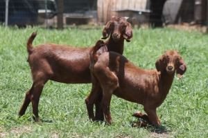 2X KALAHARI RED COMMERCIAL DOE JANRI KALAHARI RED STOET