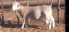 LOT 11 1 X WITDORPER RAM VICTOR KRUGER - T4 - 2