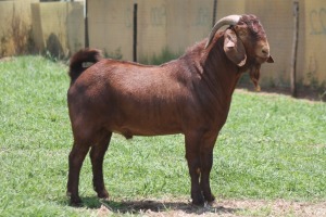 1X KALAHARI RED FLOCK BUCK JANRI KALAHARI RED STOET