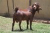 1X KALAHARI RED FLOCK BUCK JANRI KALAHARI RED STOET - 2