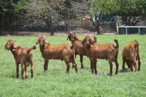 5X KALAHARI RED COMMERCIAL BUCK JANRI KALAHARI RED STOET