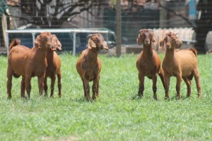 5X KALAHARI RED COMMERCIAL BUCK JANRI KALAHARI RED STOET