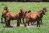 6X KALAHARI RED COMMERCIAL BUCK JANRI KALAHARI RED STOET