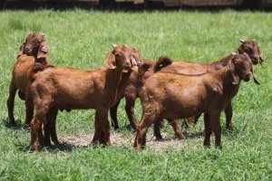 6X KALAHARI RED COMMERCIAL BUCK JANRI KALAHARI RED STOET