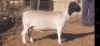 LOT 3 1 X DORPER RAM VICTOR KRUGER - T4