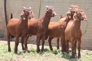 5X KALAHARI RED COMMERCIAL BUCK JANRI KALAHARI RED STOET