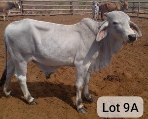 1X BRAHMAN BULL Kgosietsile Kgwatalala