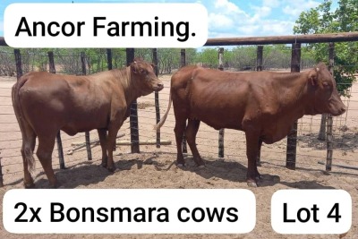 2X BONSMARA COW Ancor Farming (Pty)Ltd