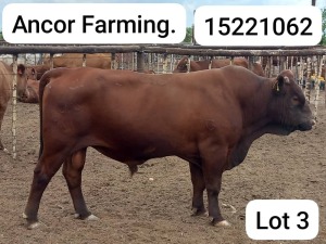 1X BONSMARA BULL Ancor Farming (Pty)Ltd