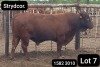 1X BONSMARA BULL Strydcor