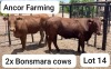 2X BONSMARA COW Ancor Farming (Pty)Ltd