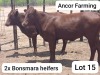 2X BONSMARA HEIFER Ancor Farming (Pty)Ltd