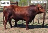 1X BEEFMASTER BULL Jaras (Pty)Ltd