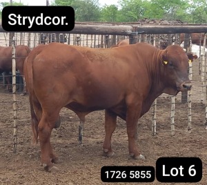 1X BONSMARA BULL Strydcor