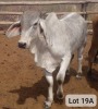 1X BRAHMAN BULL Kgosietsile Kgwatalala