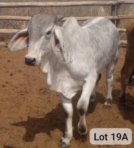 1X BRAHMAN BULL Kgosietsile Kgwatalala