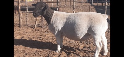 LOT 2 1 X DORPER RAM VICTOR KRUGER -T5